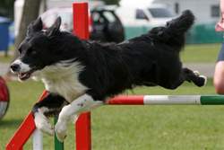 Nedlo dog agility training