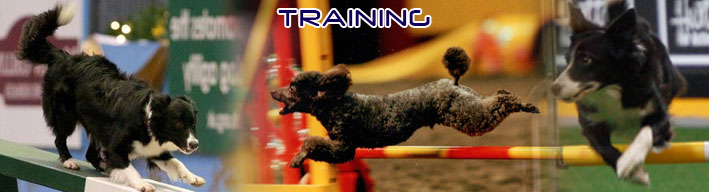 Nedlo Dog Agility Training