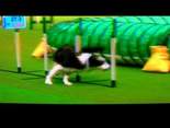 Crufts 2011 Large Agility Winner - Will Rolfe