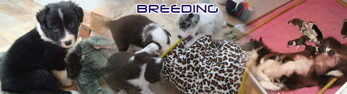 Nedlo Border Collie Breeding